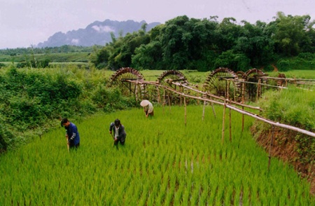 Cultural treasure: Although Hoa Binh Province is not far from the capital, its Muong culture has many special features that distinguish it from majority Kinh society. — VNA/VNS Photo Ngo Lich 23-hoa-binh2