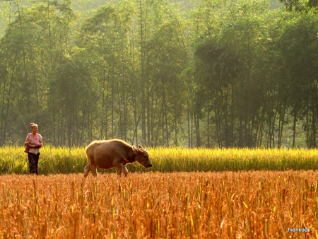 Mai Chau Valley- a popular tourist destination in the North Vietnam