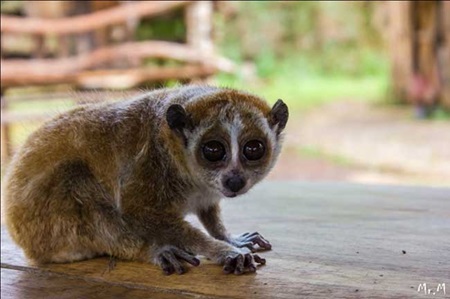 Wide-eyed: The village was named after cu lan (slow loris), a little, good-natured animal with big and very beautiful eyes slow 3