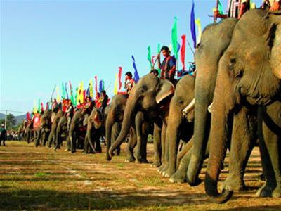 Elephant Racing Festival