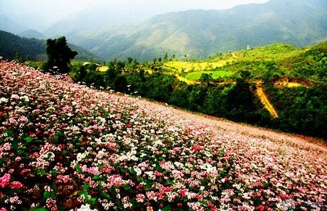 QTAN Ngam nhin mua hoa tam giac mach o Ha Giang 4