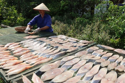 Hải Phòng: Vị ngon riêng biệt của cá thu một nắng Đồ Sơn