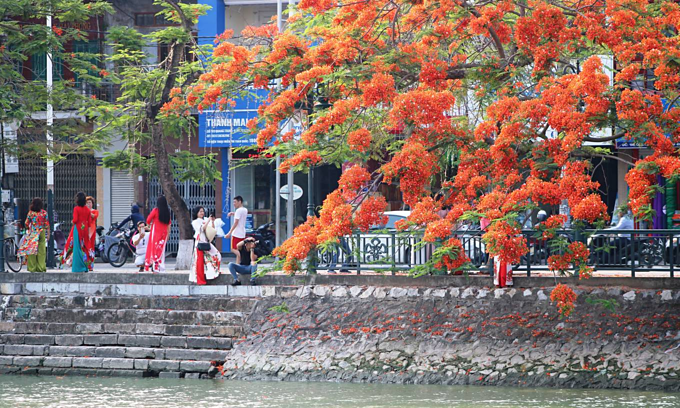 Red blossoms light up northern Vietnam city - 1