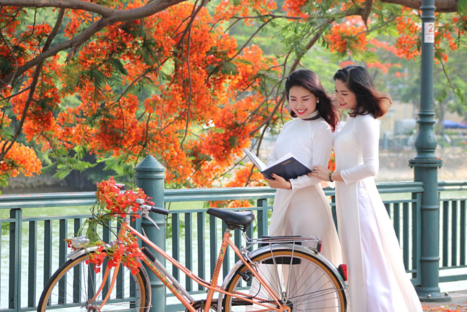 Red blossoms light up northern Vietnam city - 2