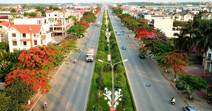 Red blossoms light up northern Vietnam city