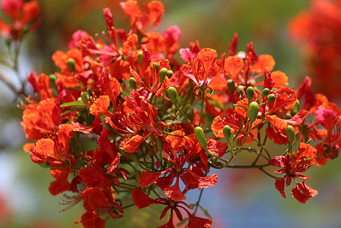 Red blossoms light up northern Vietnam city - 3